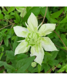 Clematis Alba Plena Plný-Polo plný P9/C1