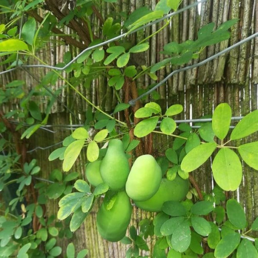 Akébie pětičetná květináč, 4L