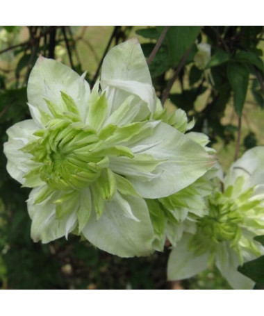 Clematis Alba Plena Plný-Polo plný P9/C1