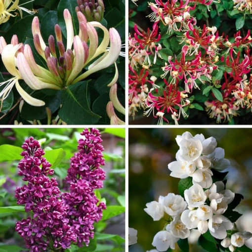 Sada 'Voňavá Zahrada' označená 5 ks, 2L