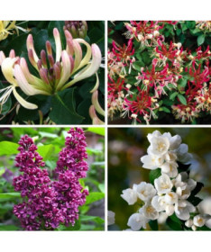 Sada 'Voňavá Zahrada' označená 5 ks, 2L