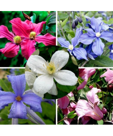 Sada 5 kusů, trvalkové plaménky označené P9/C1