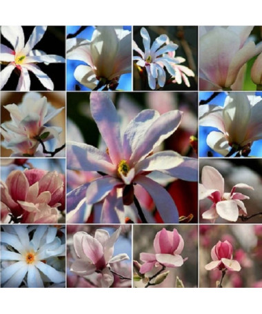 Sada 5 kusů, směs magnólií, neoznačené P9/C1.