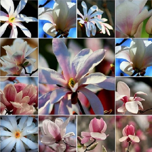 Sada 5 kusů, směs magnólií, neoznačené P9/C1.