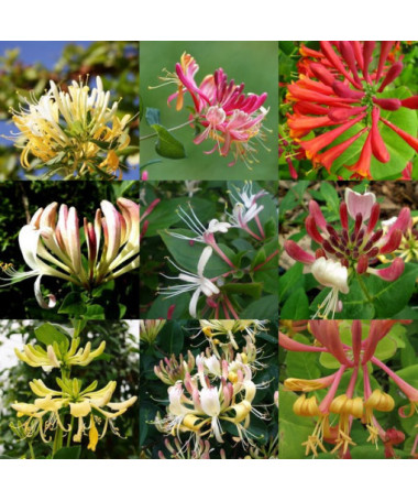 Sada 5 kusů, směs zimolezů, označené P9/C1.