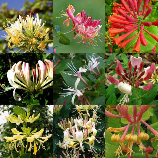 Sada 5 kusů, směs zimolezů, označené P9/C1.