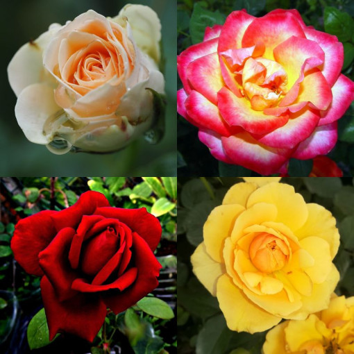 Růže  MIX neoznačená 2L