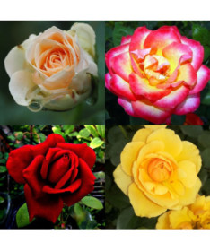 Růže  MIX neoznačená 2L