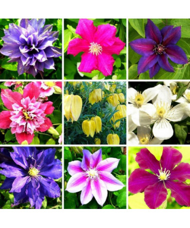 Sada 5 kusů, mix neoznačených Clematisů, P9/C1.