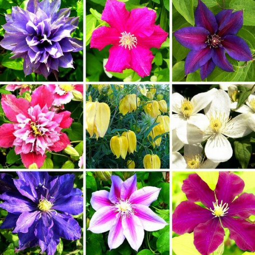 Sada 5 kusů, mix neoznačených Clematisů, P9/C1.