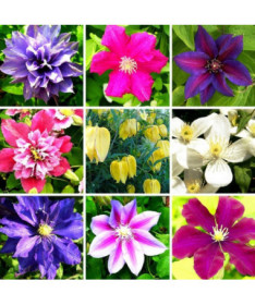 Sada 5 kusů, mix neoznačených Clematisů, P9/C1.