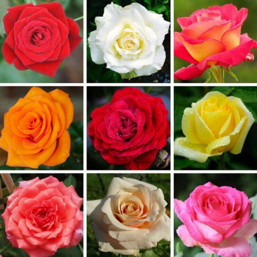 Sada 3 neoznačených růží v 2L květináčích.