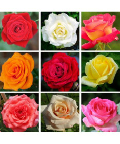 Sada 3 neoznačených růží v 2L květináčích.