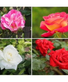 Sada 4 neoznačených růží v 2L květináčích.