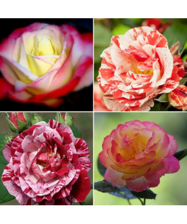 Sada 4 dvoubarevných růží v 2L květináčích.