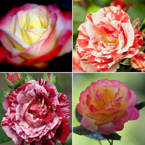 Sada 4 dvoubarevných růží v 2L květináčích.