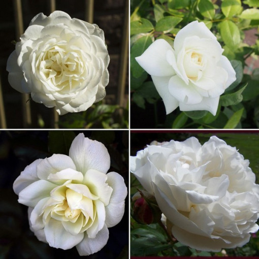 Sada obsahuje 4 bílé růže v 2-litrových květináčích.