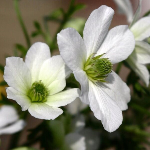 Botanický Clematis Early Sensation P9/C1