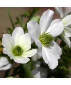 Botanický Clematis Early Sensation P9/C1