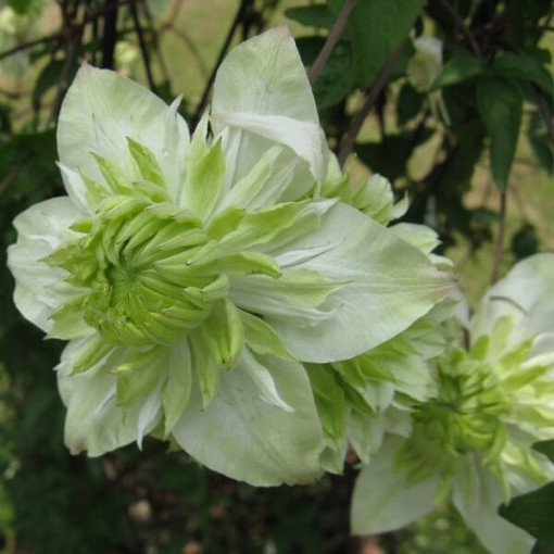 Clematis Alba Plena Plný-Půlplný 2L květináč
