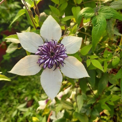 Clematis Florida Sieboldii 4L květináč