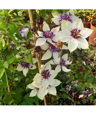 Clematis Florida Sieboldii 4L květináč