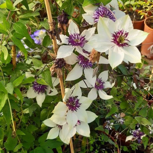 Clematis Florida Sieboldii 4L květináč