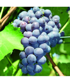 Réva Agat Don v květináči, 2L