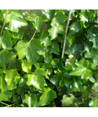 Irský břečťan květináč, 2L