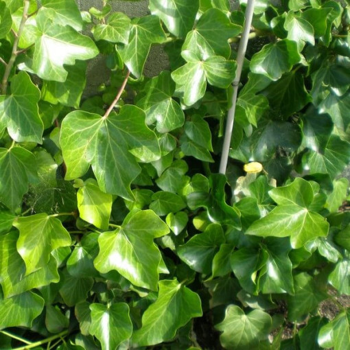 Irský břečťan květináč, 2L