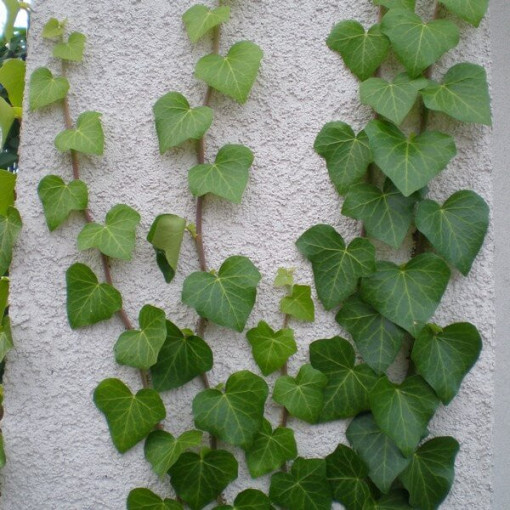 Irský břečťan květináč, 2L