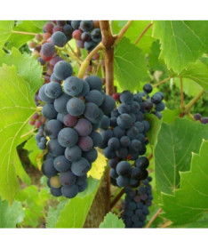 Réva Nero květináč, 2L