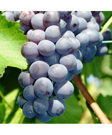 Réva Nero květináč, 2L