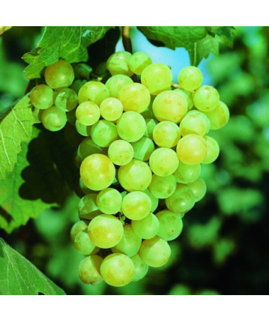 Réva Iza Zaliwska květináč, 2L