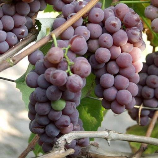 Víno Lidia MRAZUVZDORNÉ, 2L