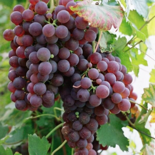 Hrozen Chrupka Růžová, 2L