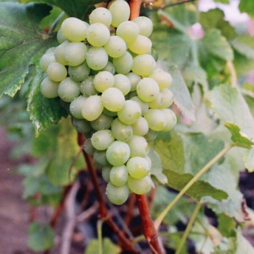 Réva Bianca v květináči, 2L