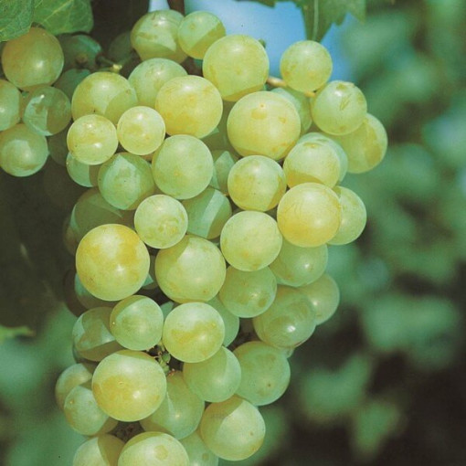 Réva Aurora v květináči, 2L