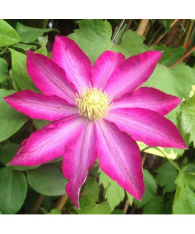 Clematis 'Kakio Pink Champagne' P9/C1