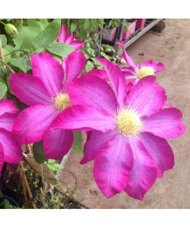 Clematis 'Kakio Pink Champagne' P9/C1