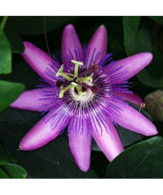 Passiflora (mučedník) Lavender Lady P9/C1