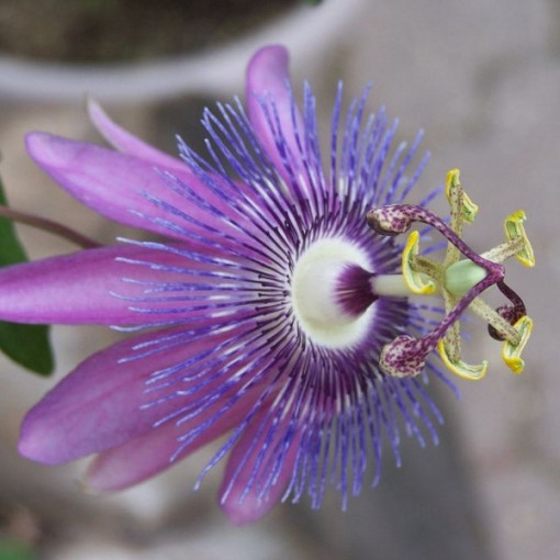 Passiflora (mučedník) Lavender Lady P9/C1