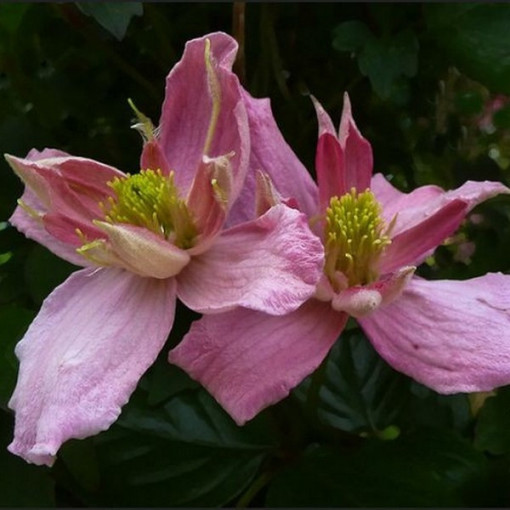 Clematis Montana 'Broughton Star' P9/C1