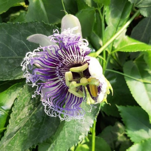 Passiflora (Mučenka) Edulis P9/C1