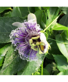 Passiflora (Mučenka) Edulis P9/C1