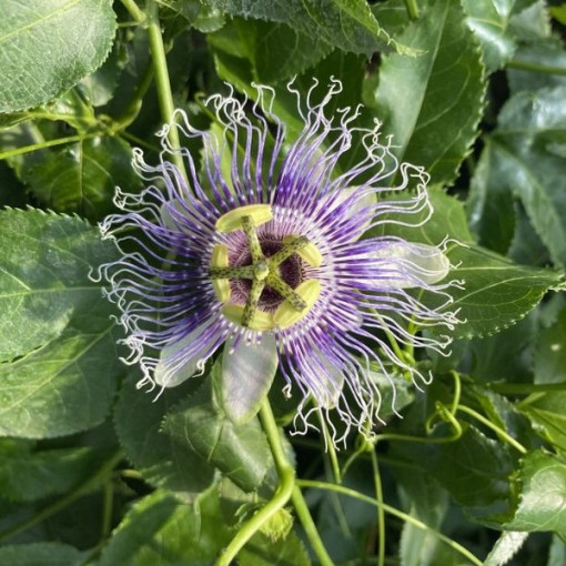 Passiflora (Mučenka) Edulis P9/C1