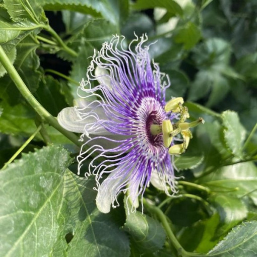 Passiflora (Mučenka) Edulis P9/C1