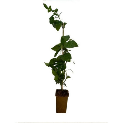 Passiflora (Mučenka) Edulis P9/C1