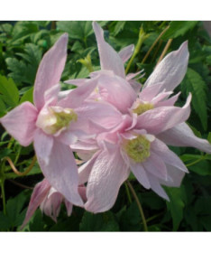 Clematis botanický Markham's Pink 2L květináč