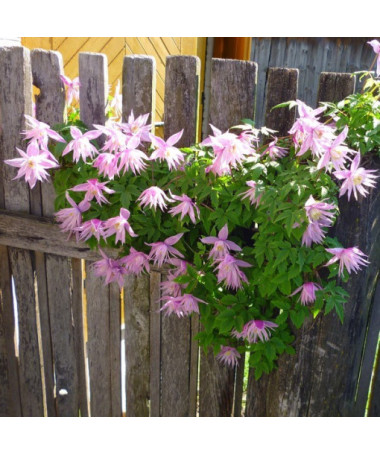Clematis botanický Markham's Pink 2L květináč